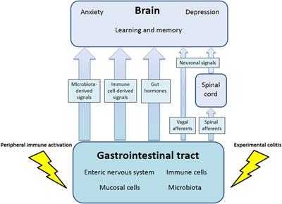 Visceral Inflammation and Immune Activation Stress the Brain